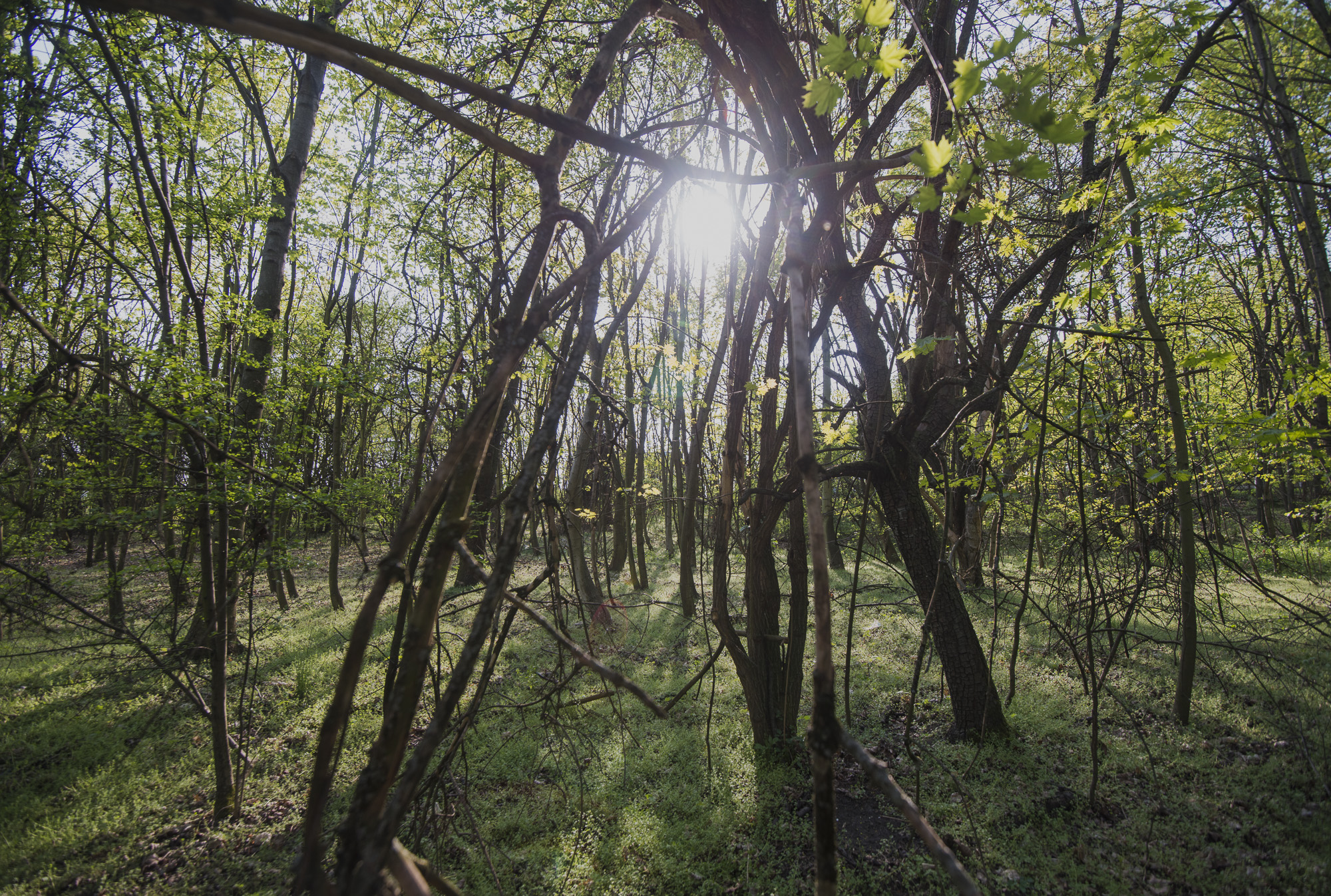 Prague's wood